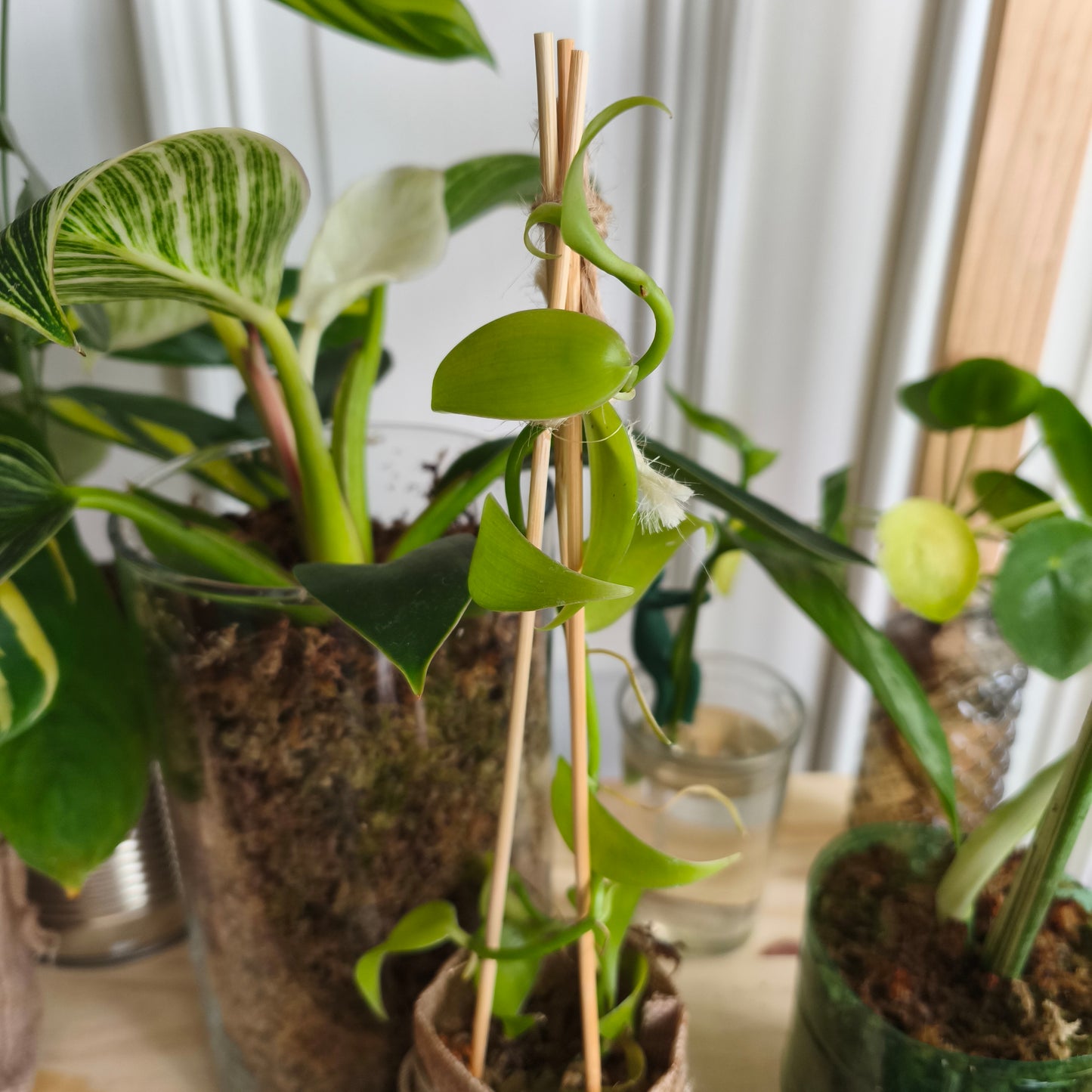 Vanilla tahitensis