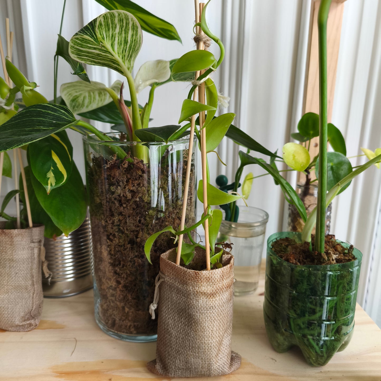 Vanilla tahitensis