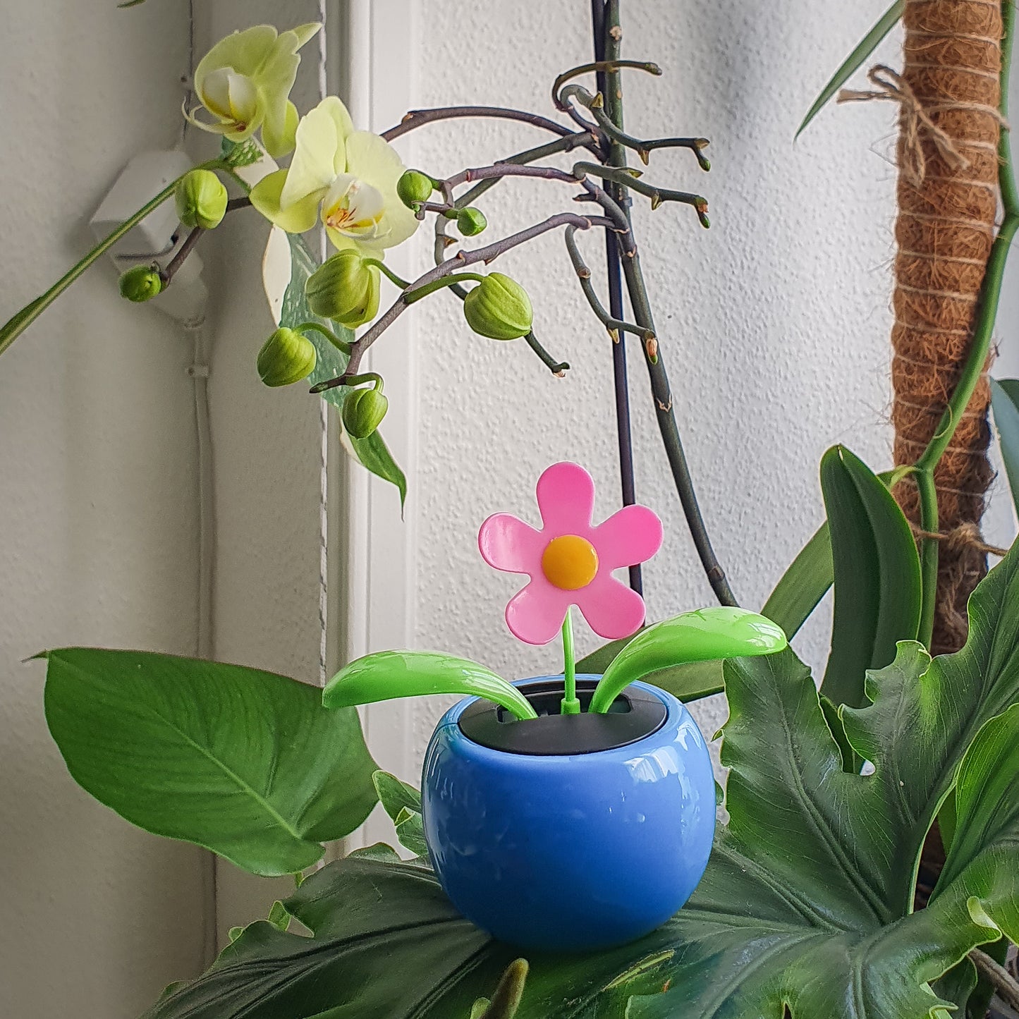 Fleur dansante solaire modèle rose et vase bleu clair.