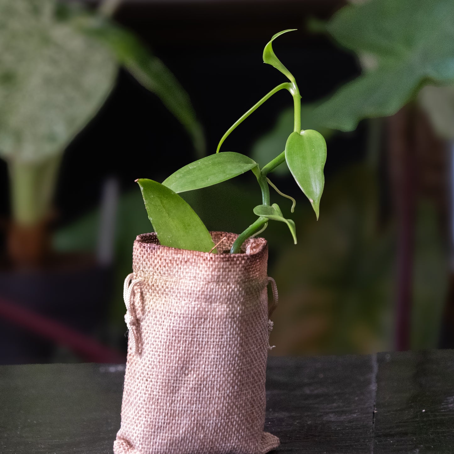 Vanilla planifolia