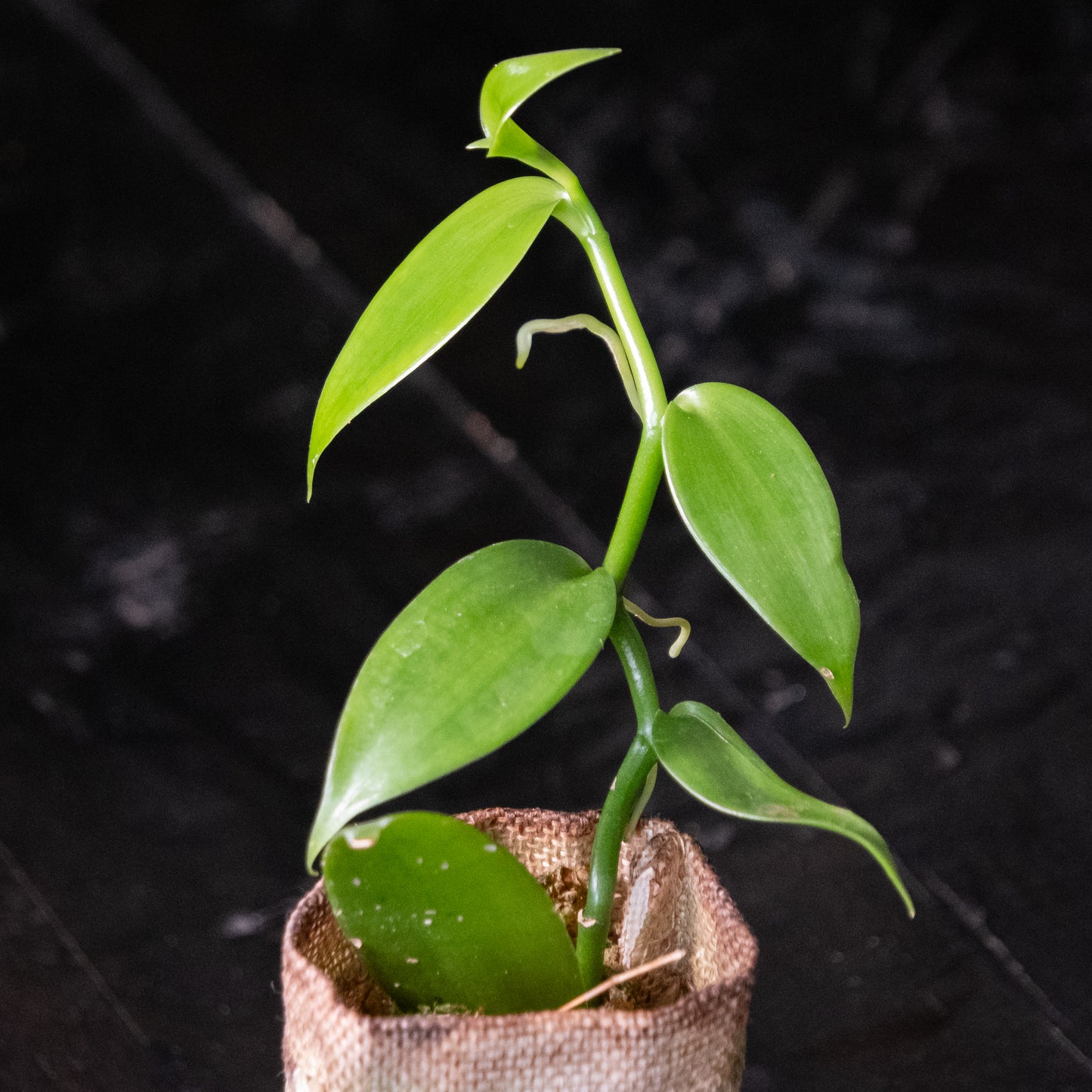 Vanilla planifolia