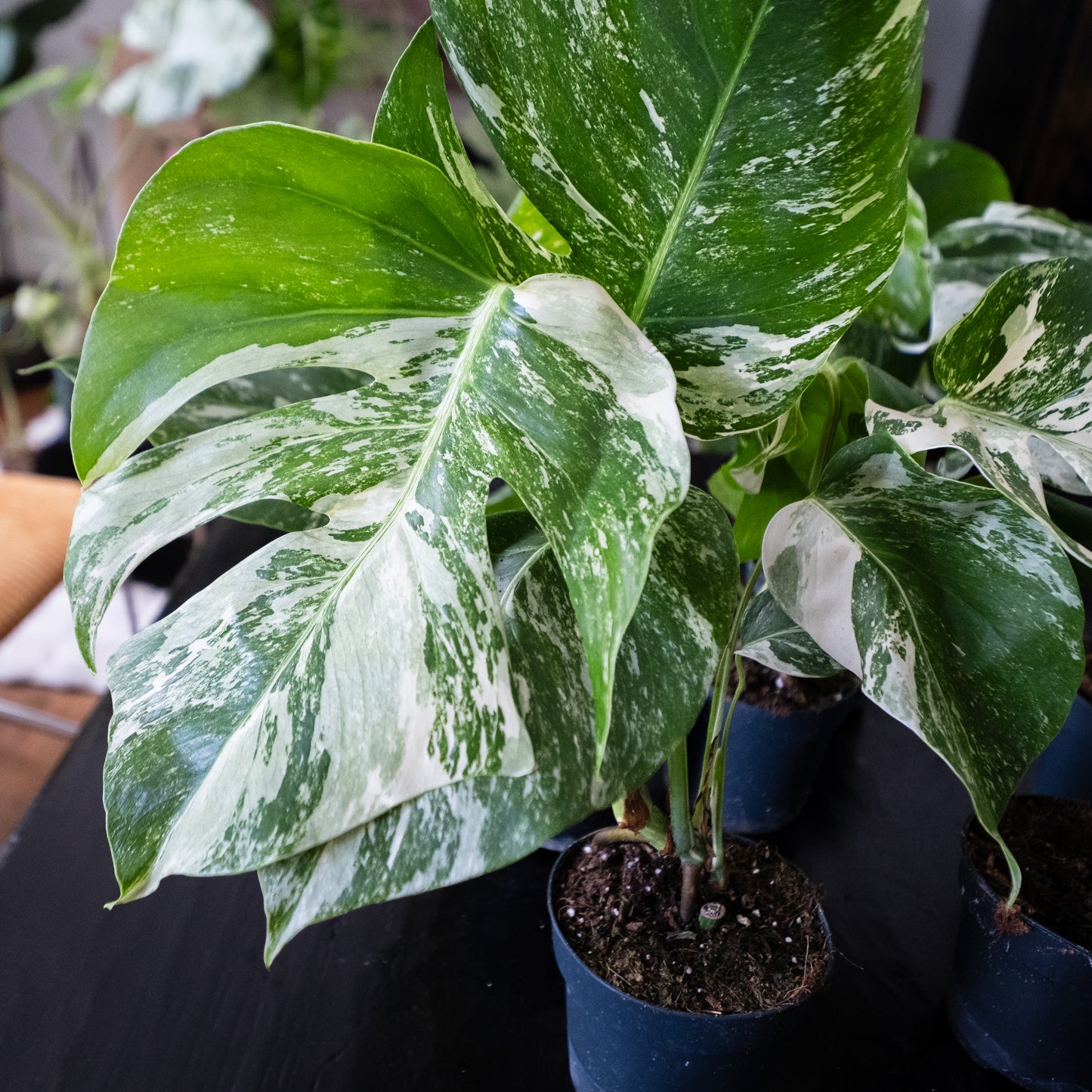 Monstera « Variegata ».