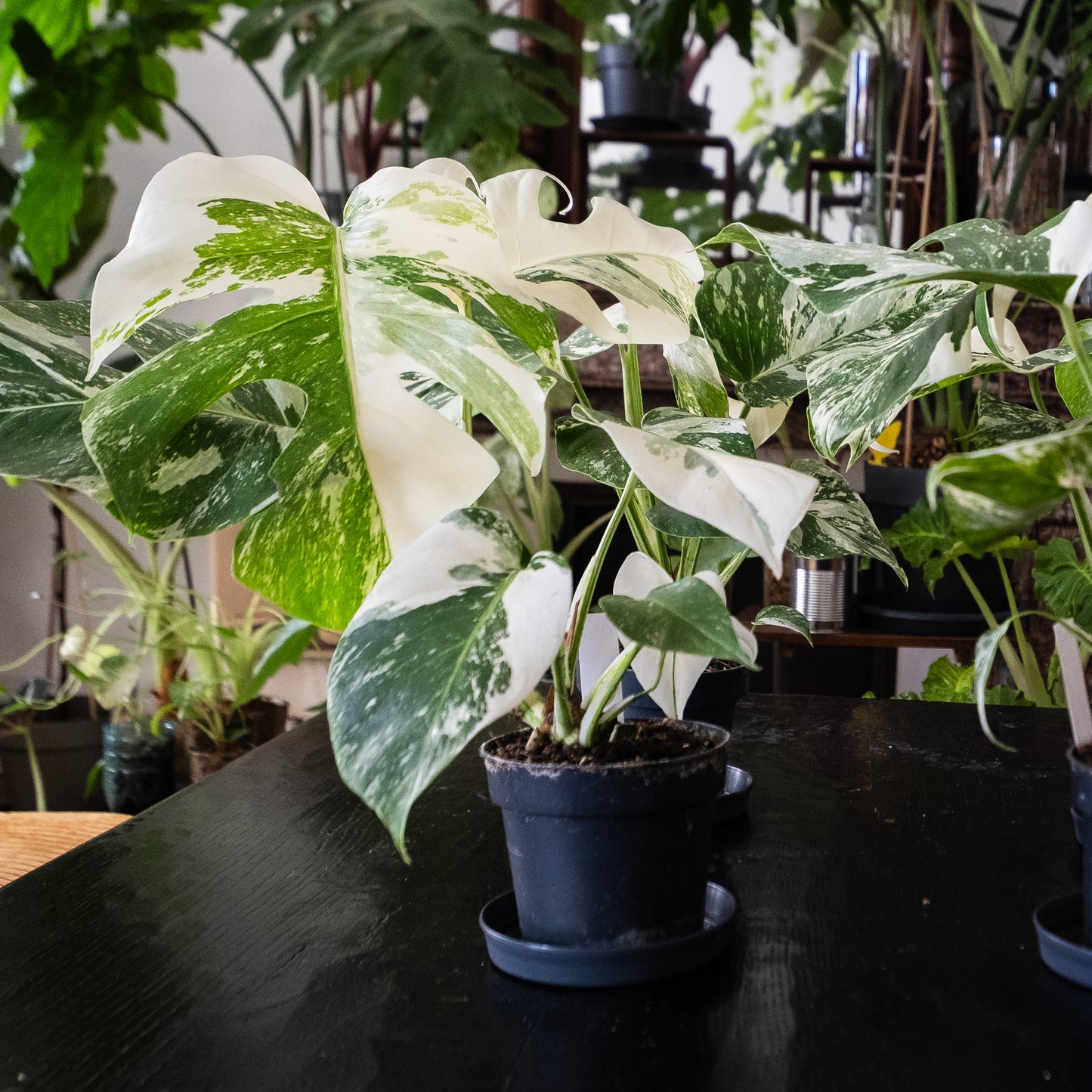 Monstera « Variegata » très panachée.
