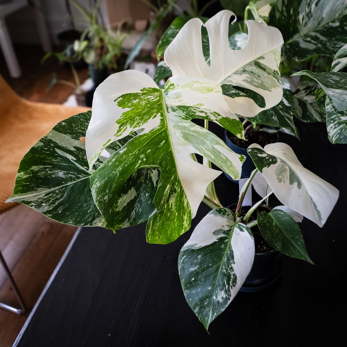Monstera « Variegata » très panachée.