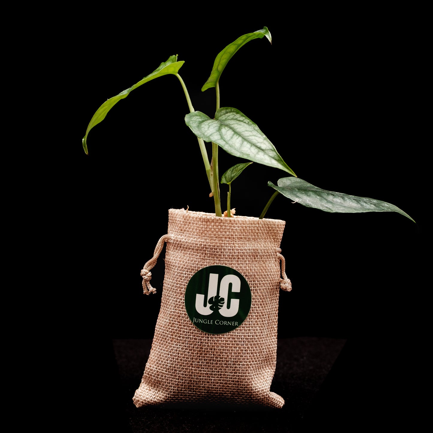 Monstera siltepecana