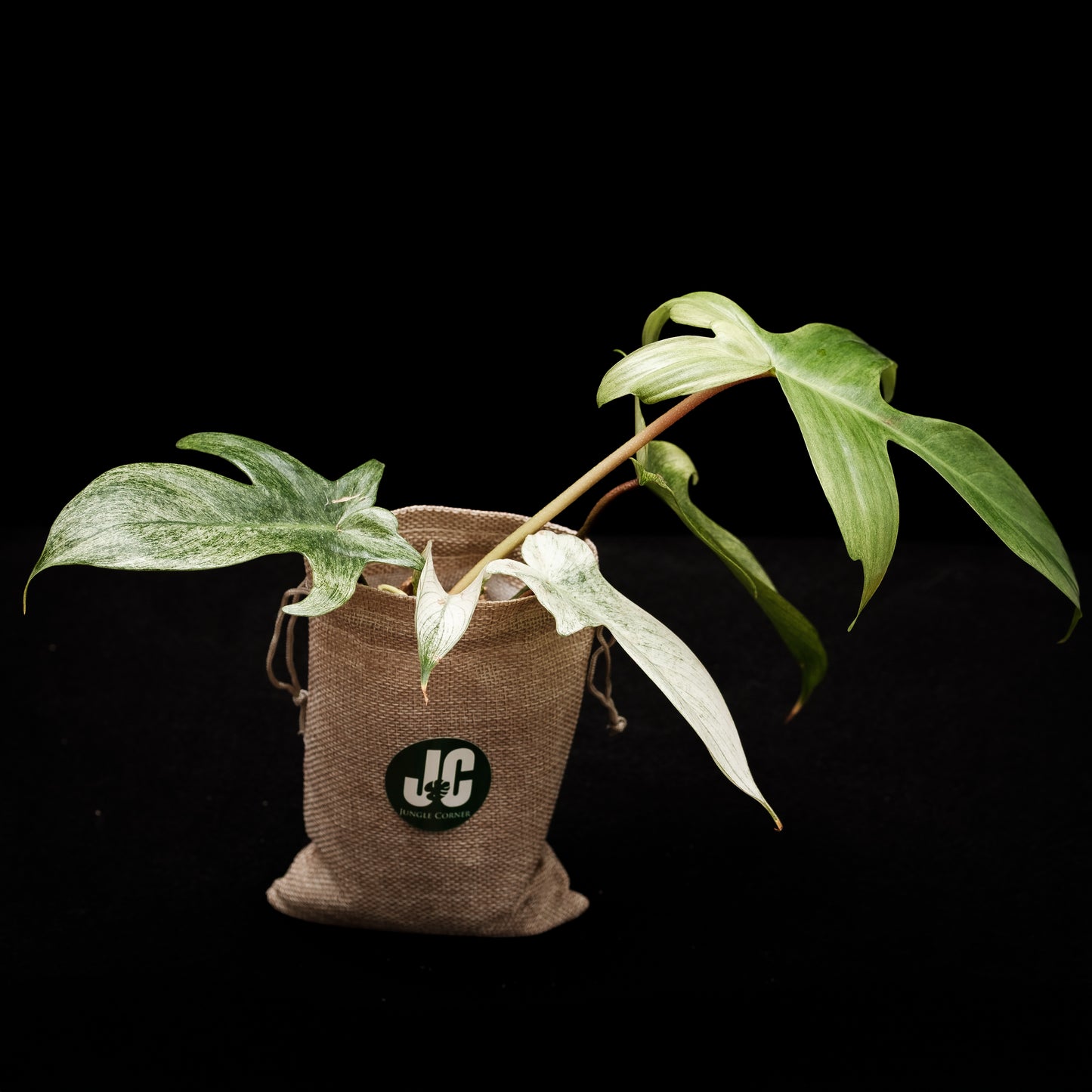 Philodendron « Florida Ghost »