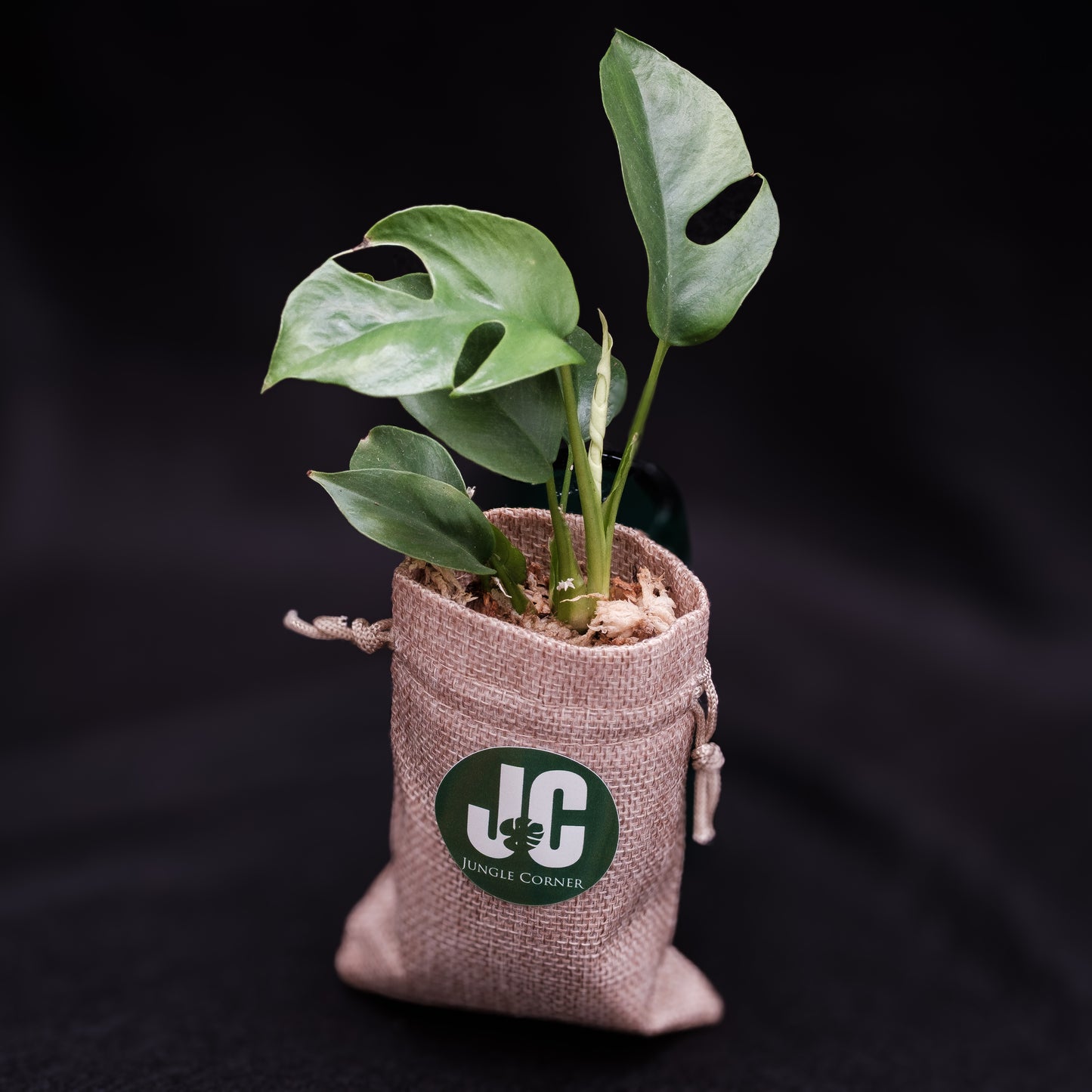 Monstera mini/Raphidophora tetrasperma