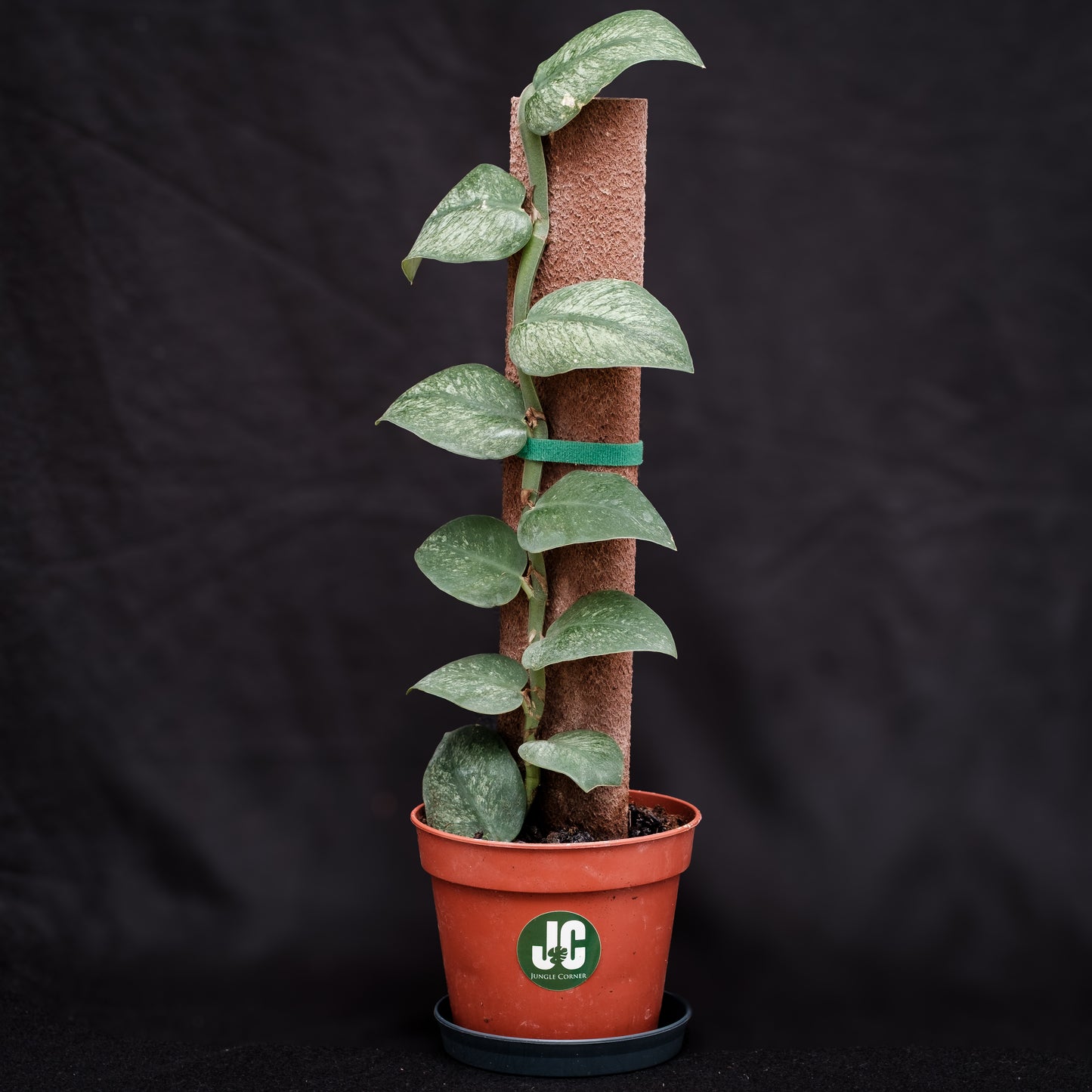 Raphidophora hongkongensis « Variegata »