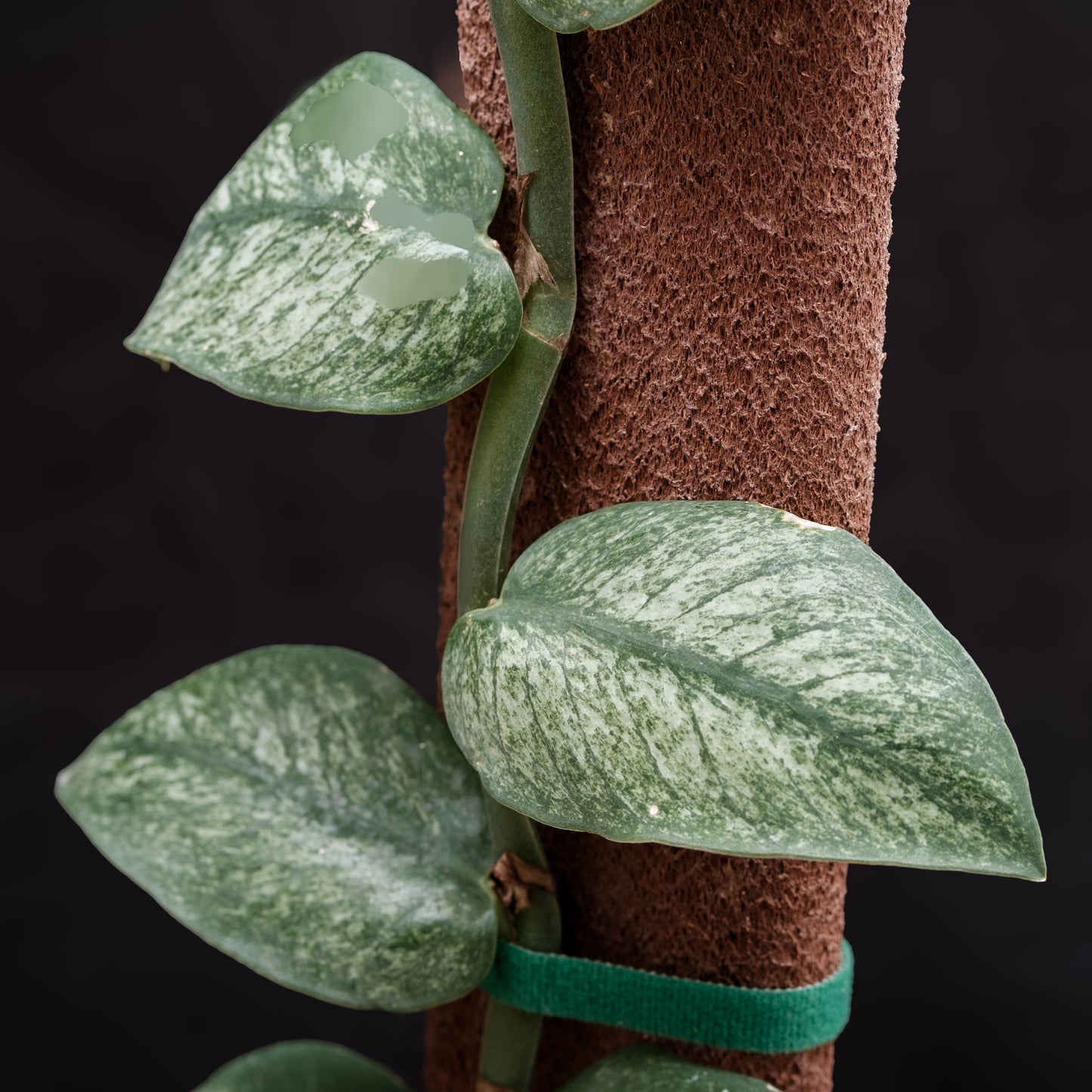 Raphidophora hongkongensis « Variegata »