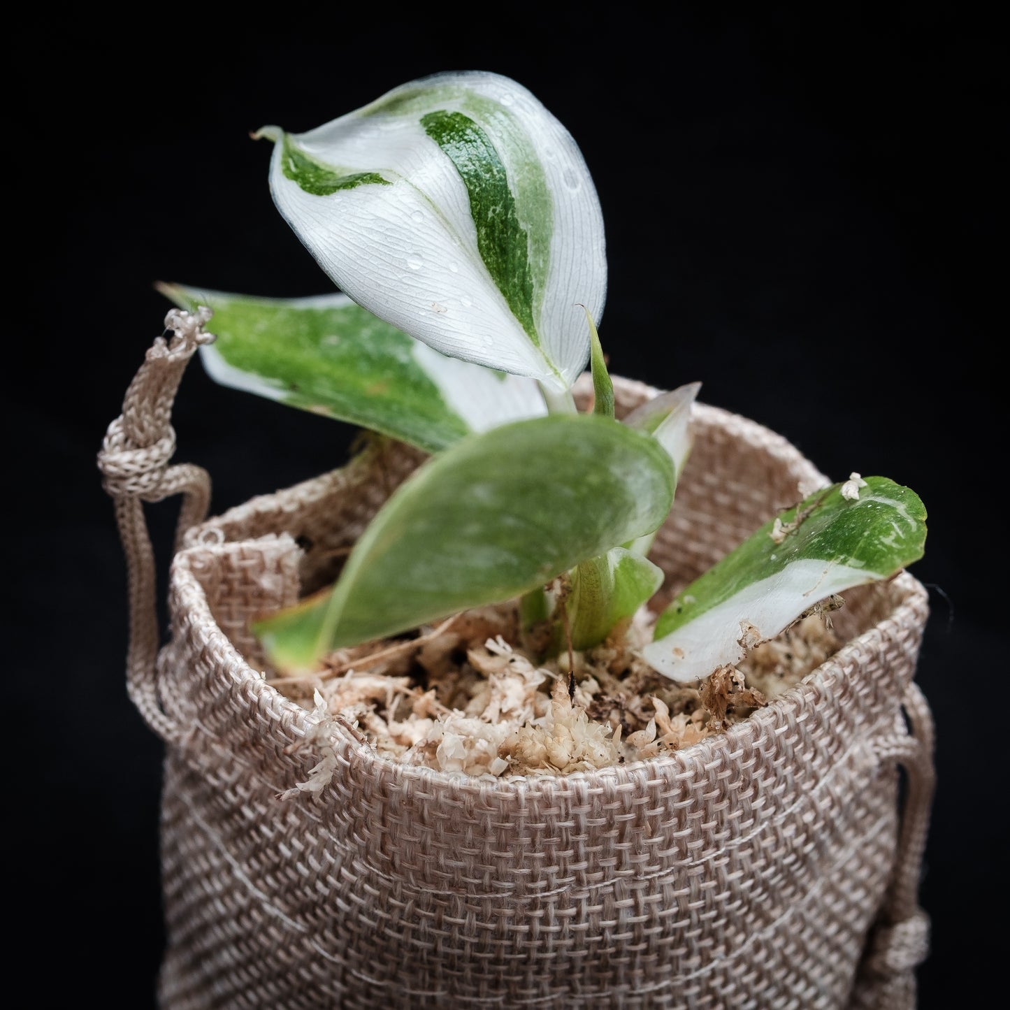 Philodendron « White Wizard »