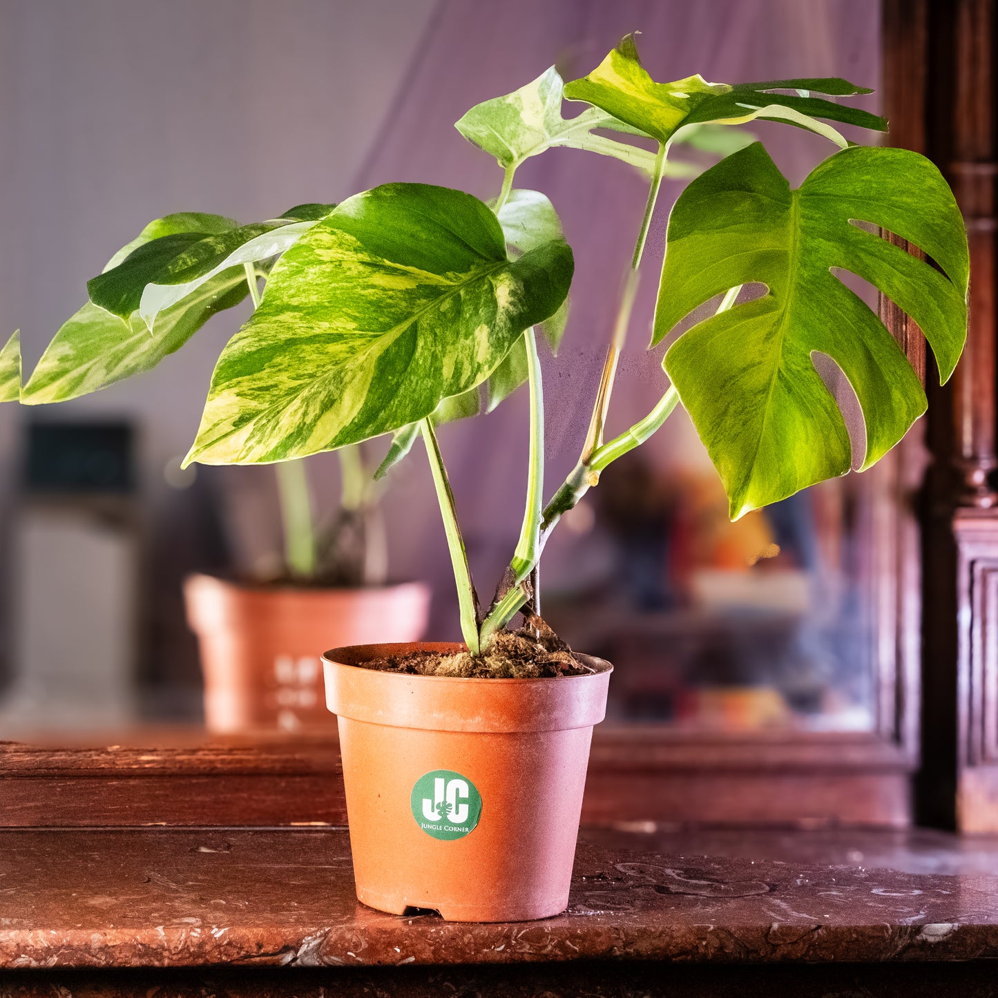 Monstera aurea
