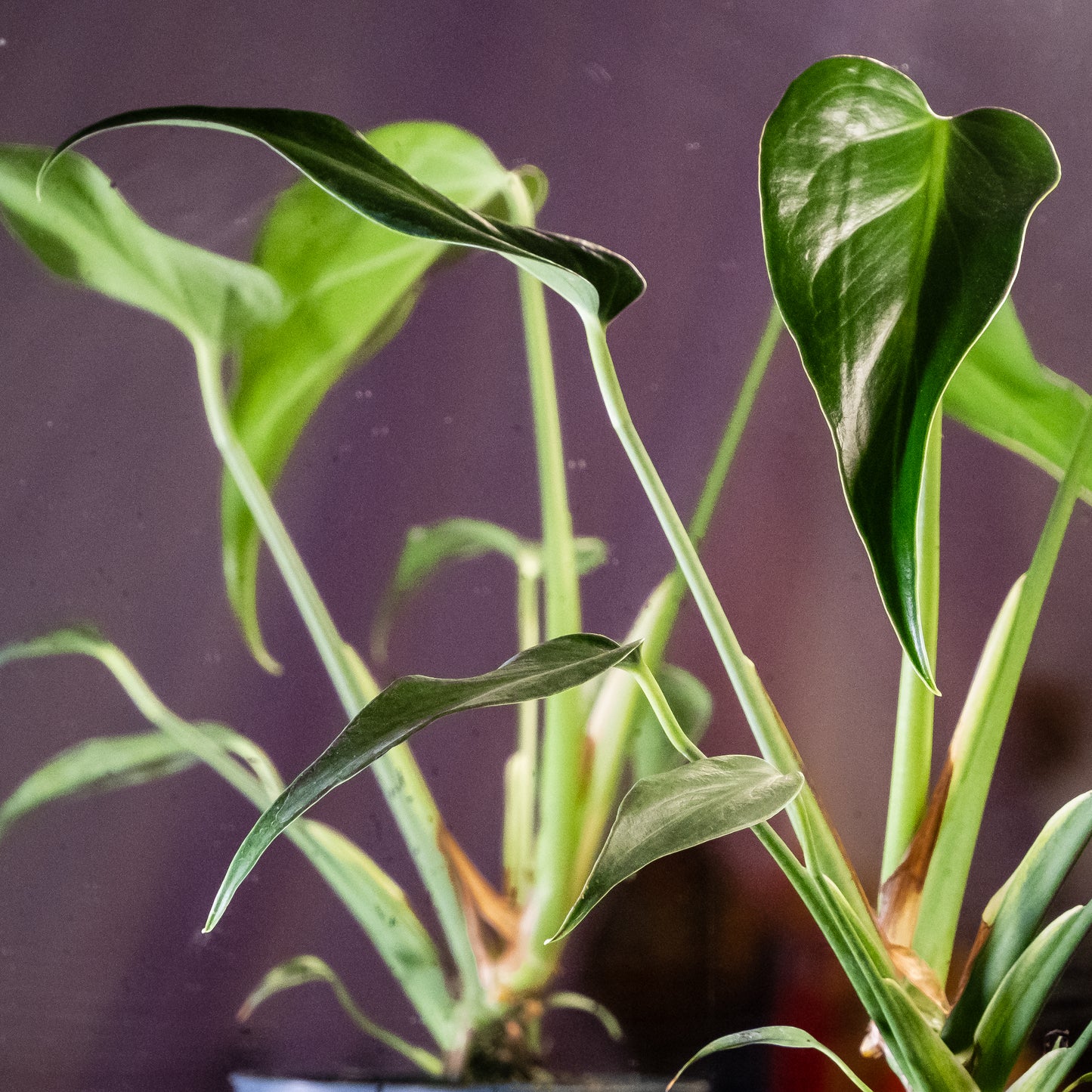 Monstera dilacerata « Burle Marx Flame »