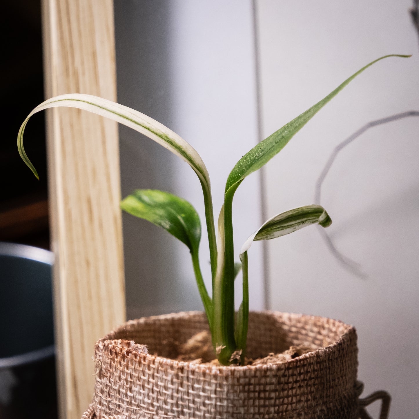Epipremnum amplissimum « Variegata »