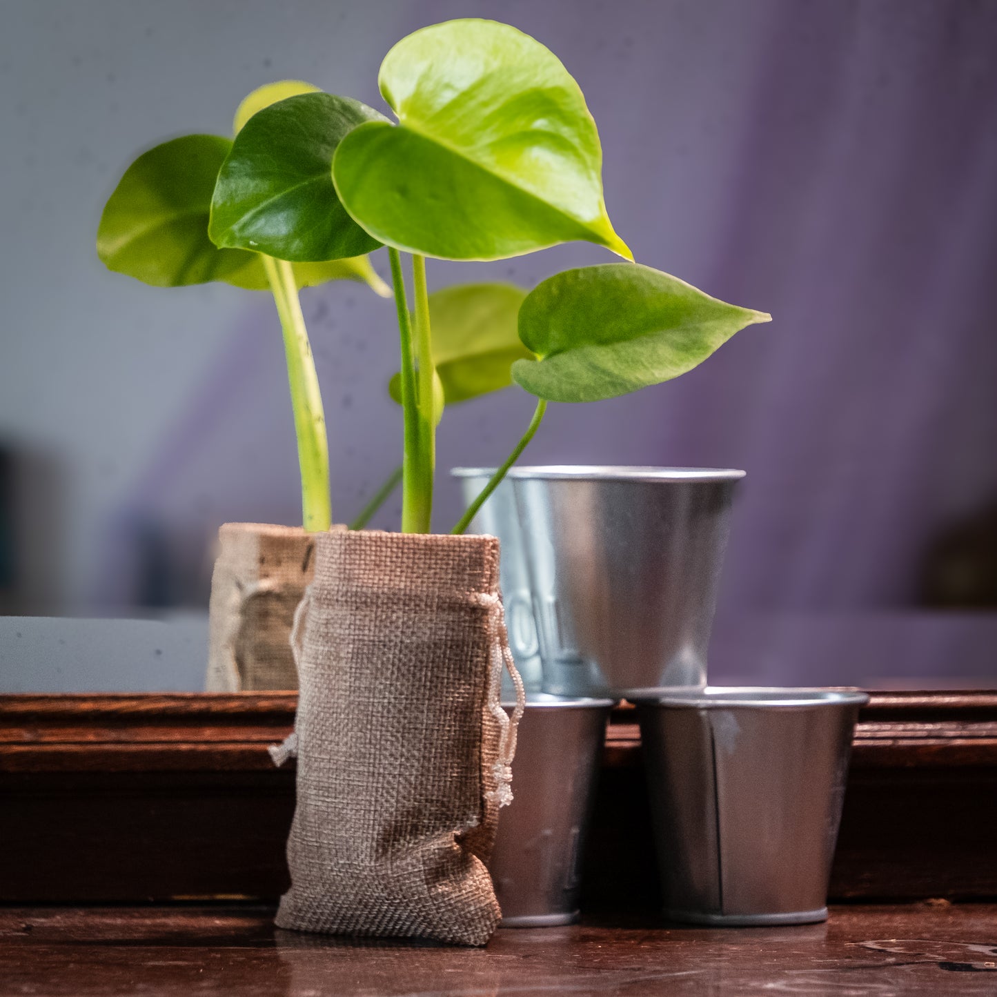Monstera deliciosa