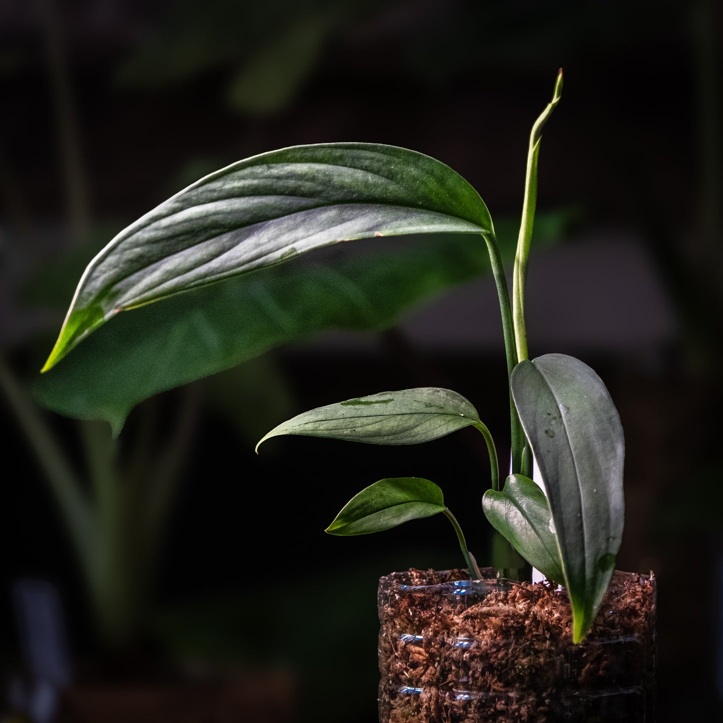 Monstera croatii