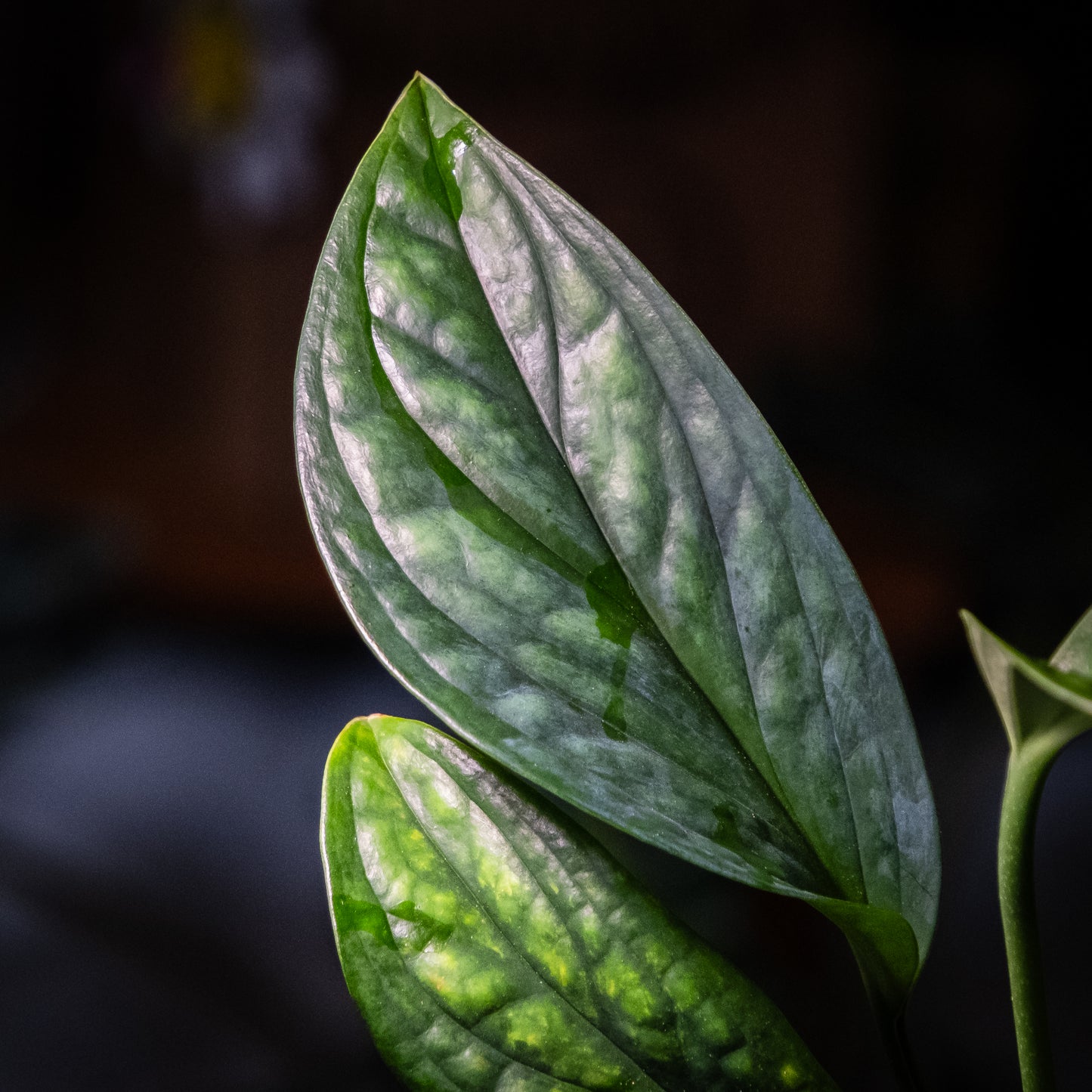 Monstera pinnatipartita