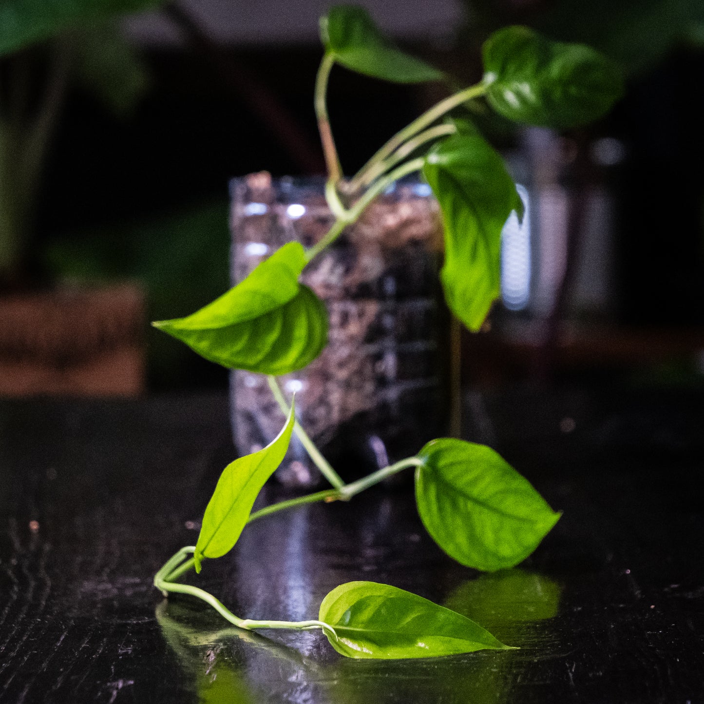 Monstera obliqua « Bolivia »