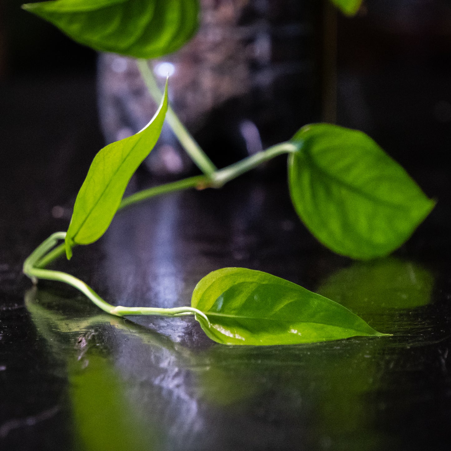 Monstera obliqua « Bolivia »