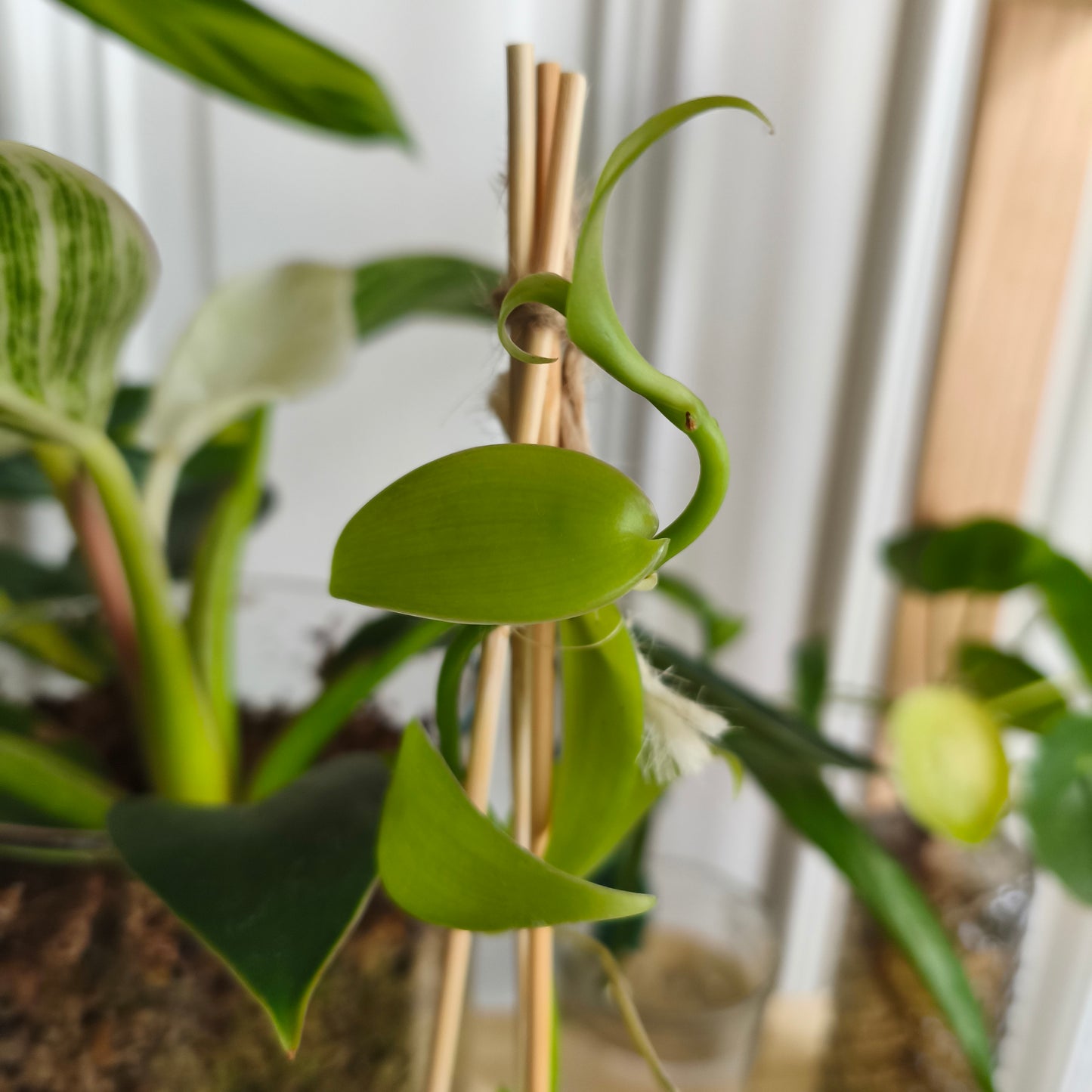 Vanilla tahitensis