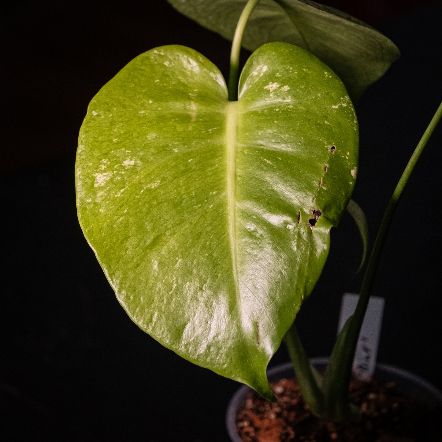 Monstera « Mint »