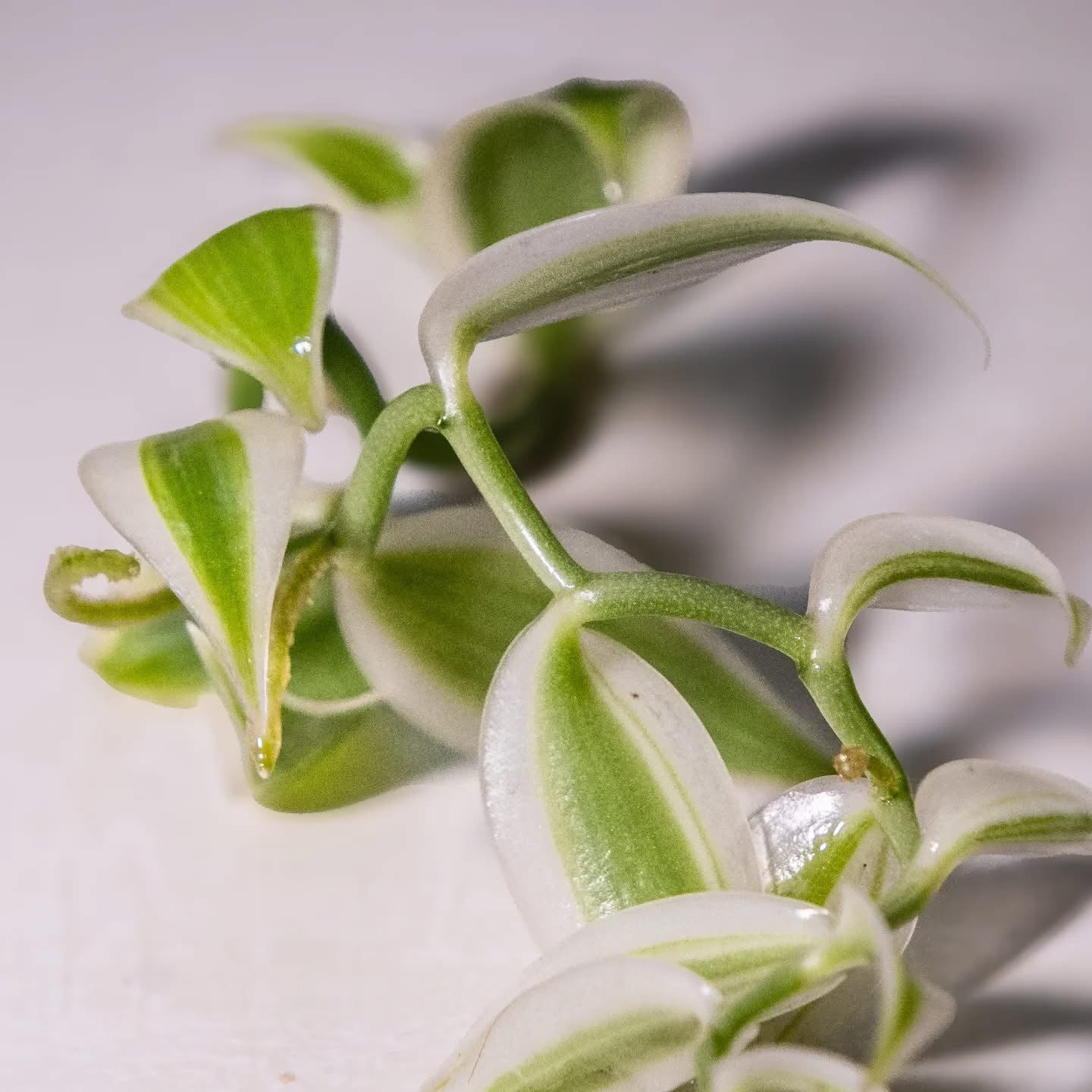 Vanilla planifolia « Albo Variegata »
