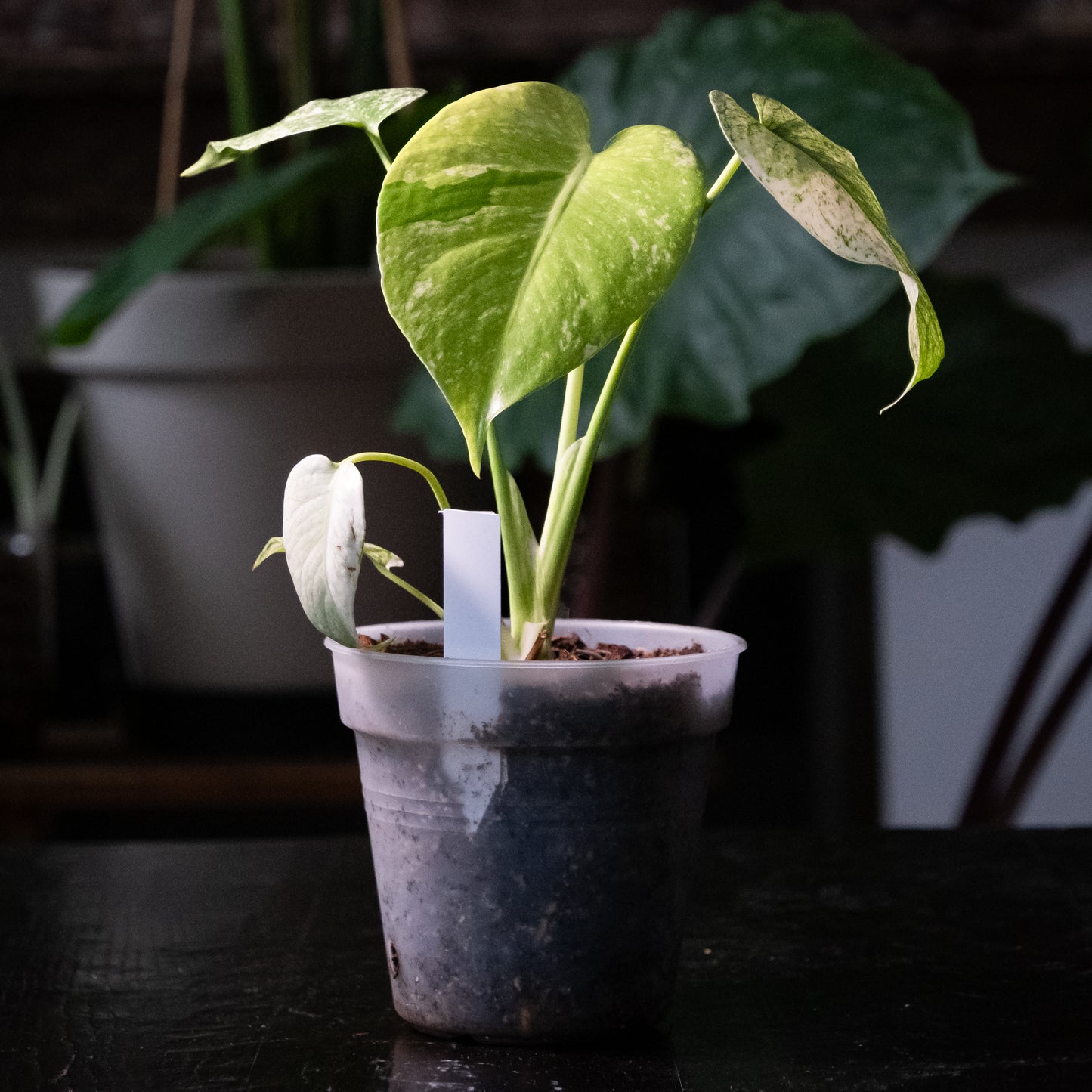 Monstera « White Monster »