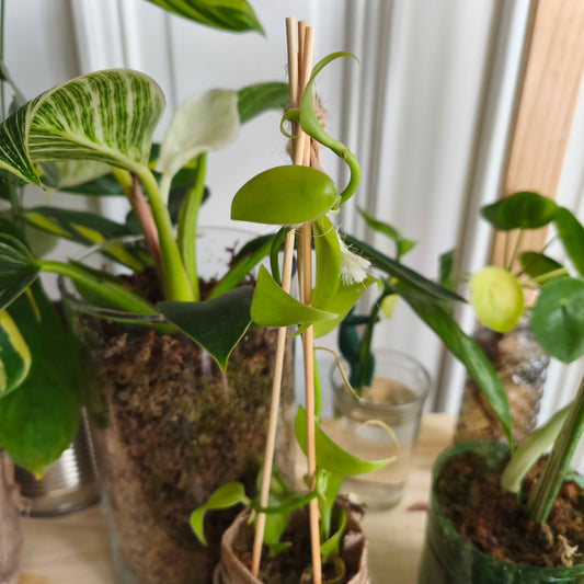 Vanilla tahitensis