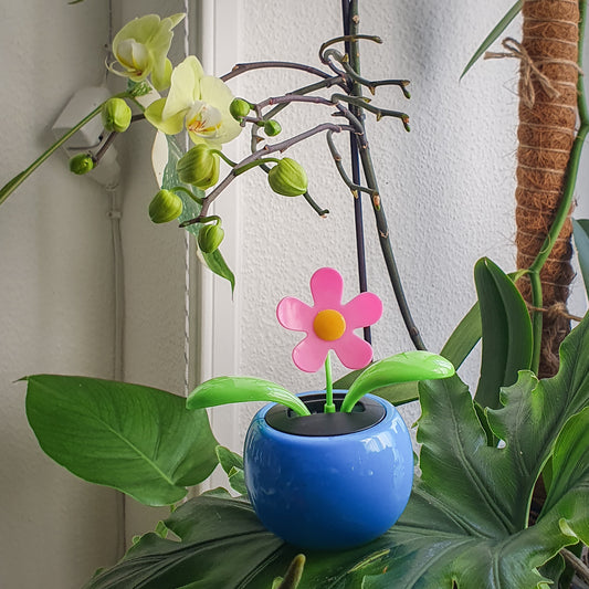 Fleur dansante solaire modèle rose et vase bleu clair.