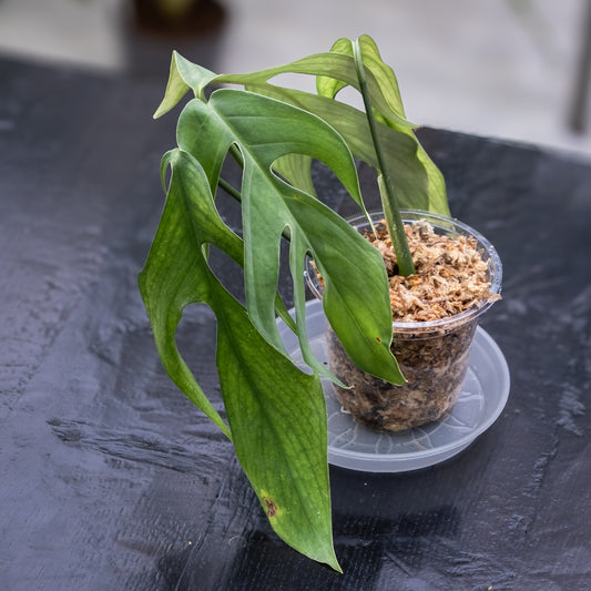 Monstera croatii (Bouture de tête)