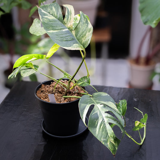 Epipremnum pinnatum cintho « Goldfinger »