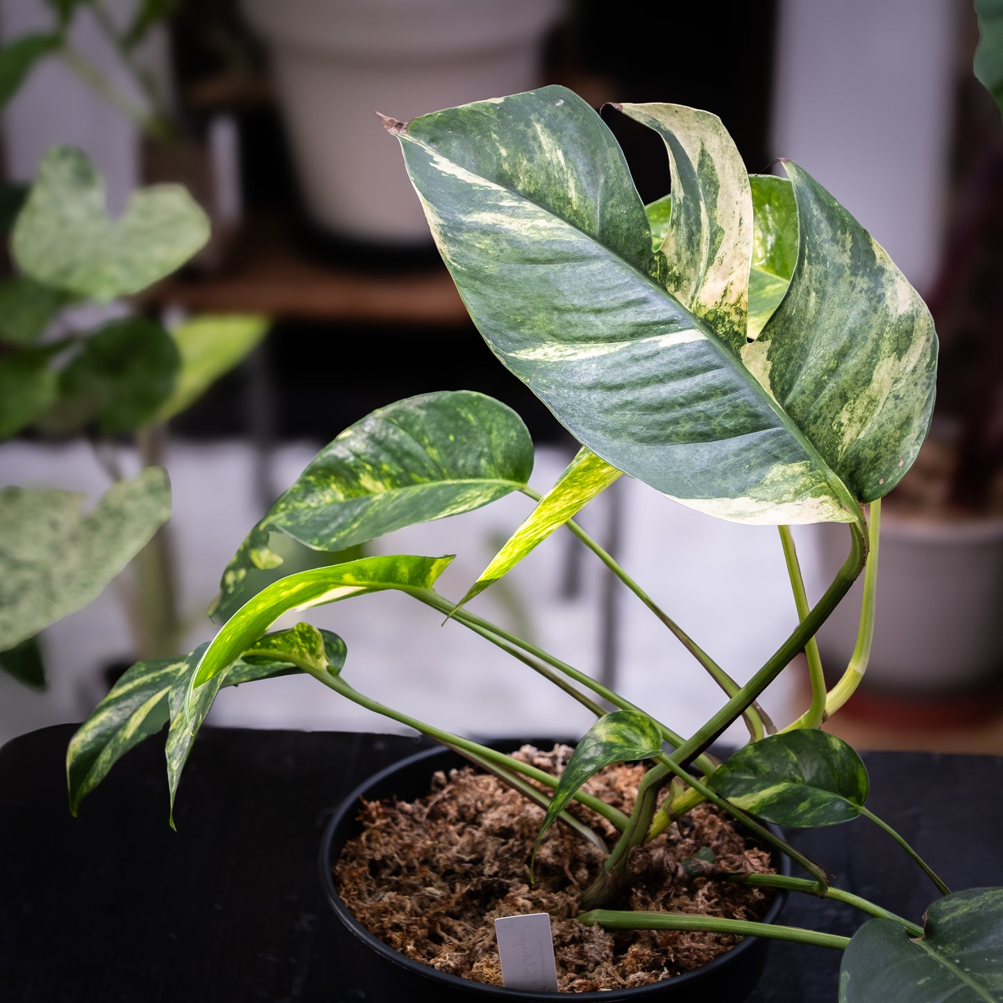 Epipremnum pinnatum cintho « Goldfinger »