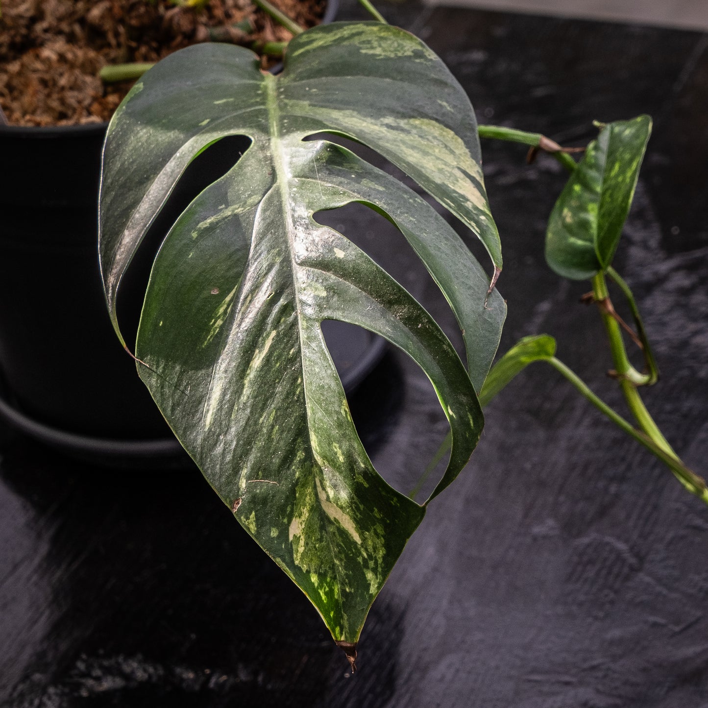 Epipremnum pinnatum cintho « Goldfinger »