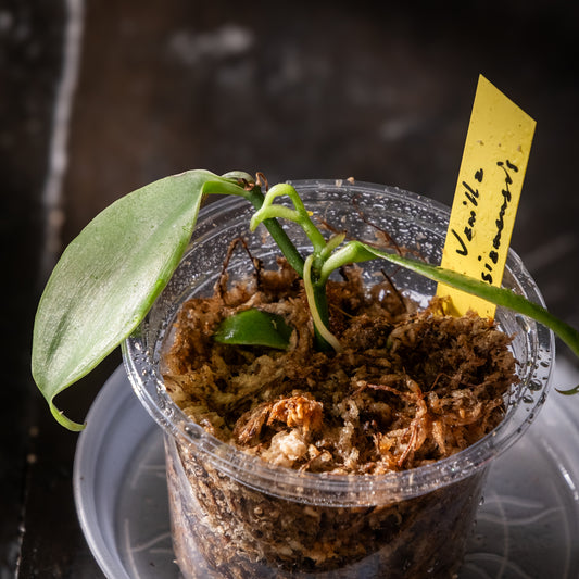 Vanilla siamensis