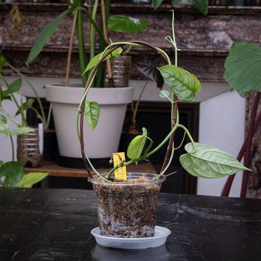 Monstera siltepecana « El Salvador »