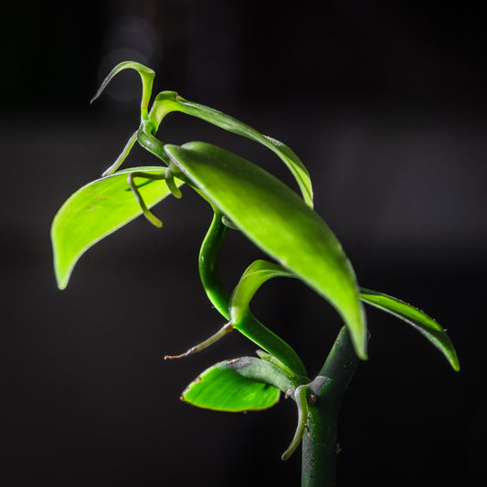 Vanilla planifolia