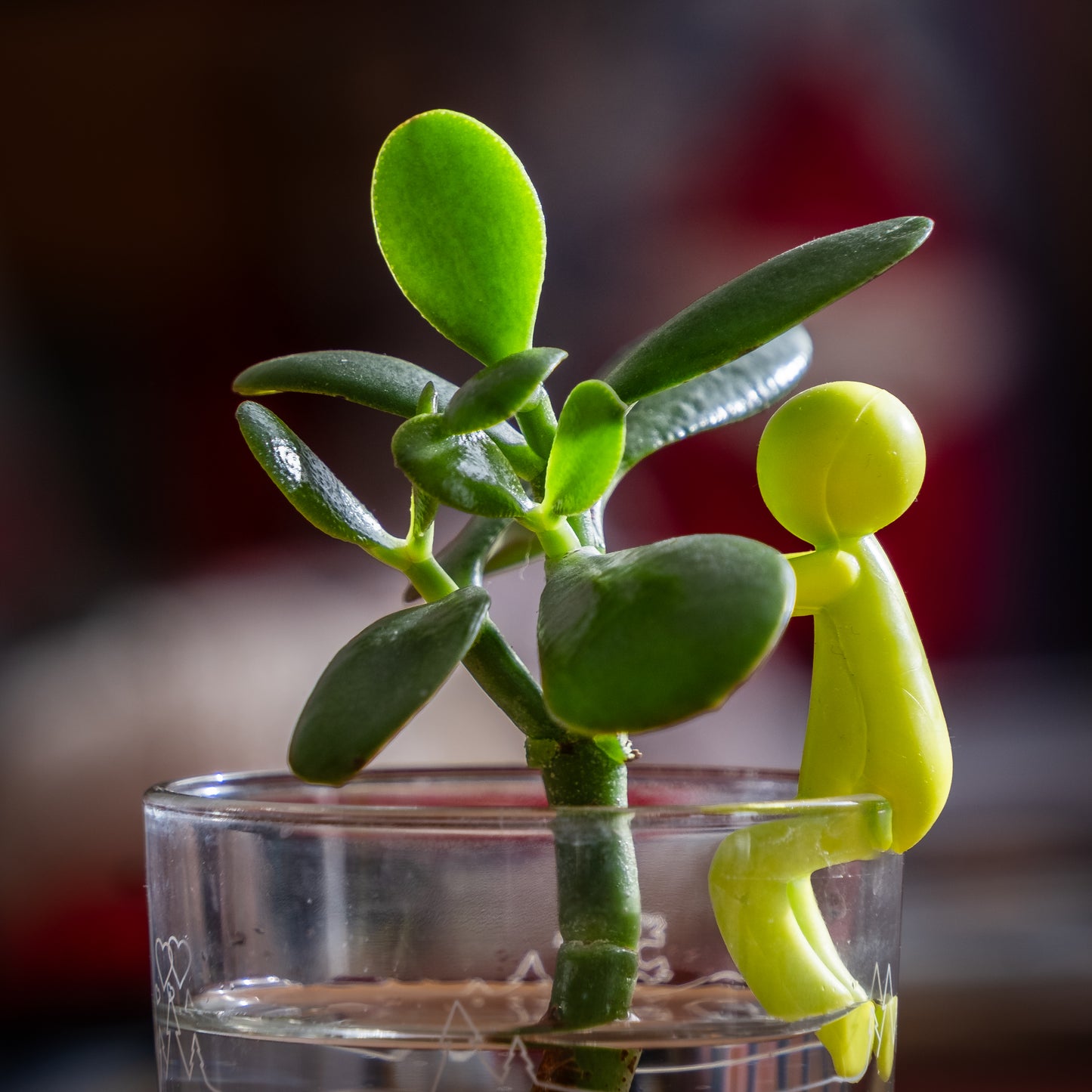 Supports de bouturage