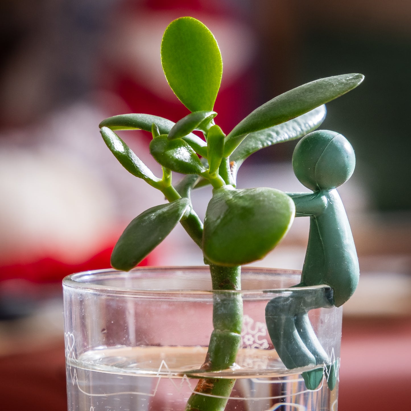 Supports de bouturage