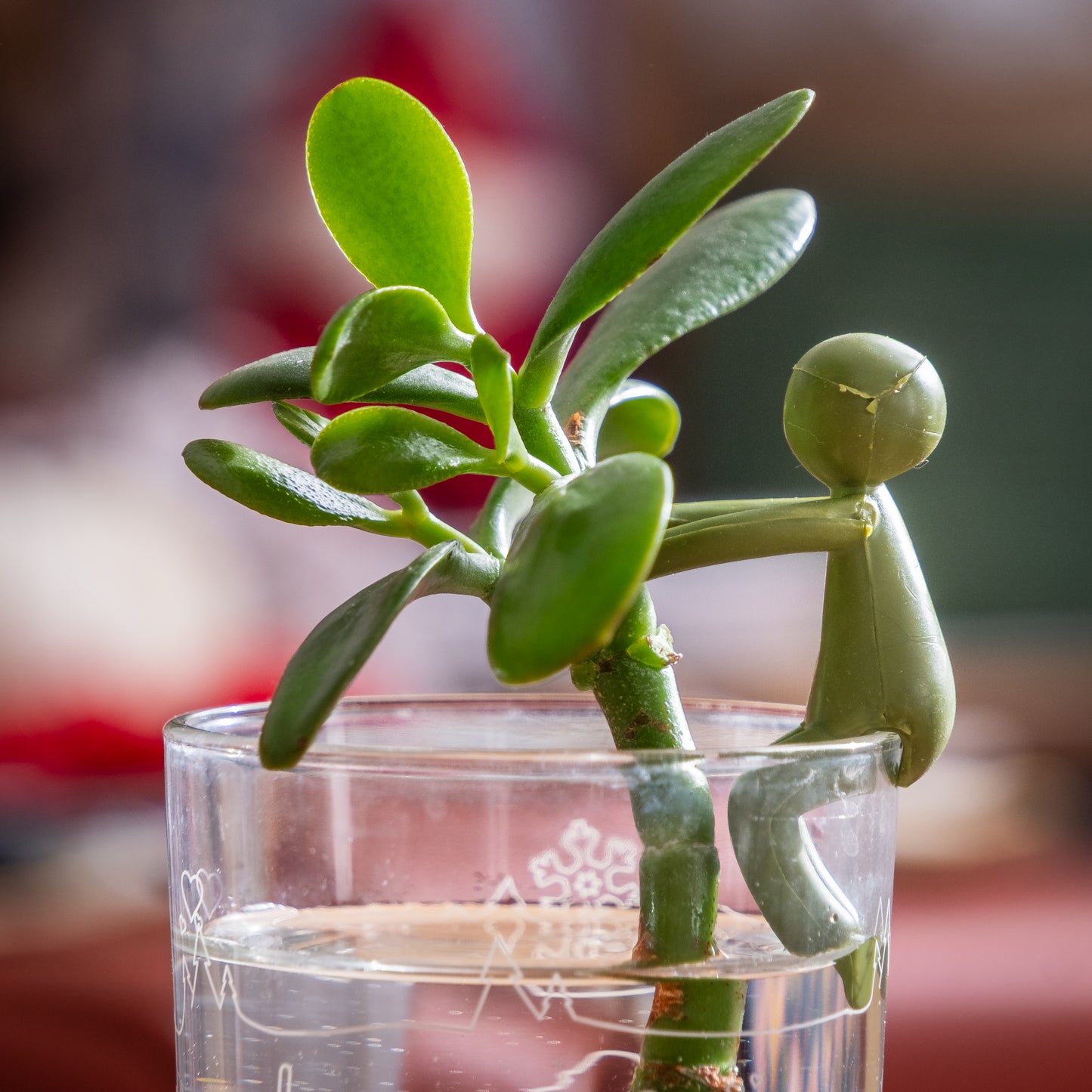 Supports de bouturage