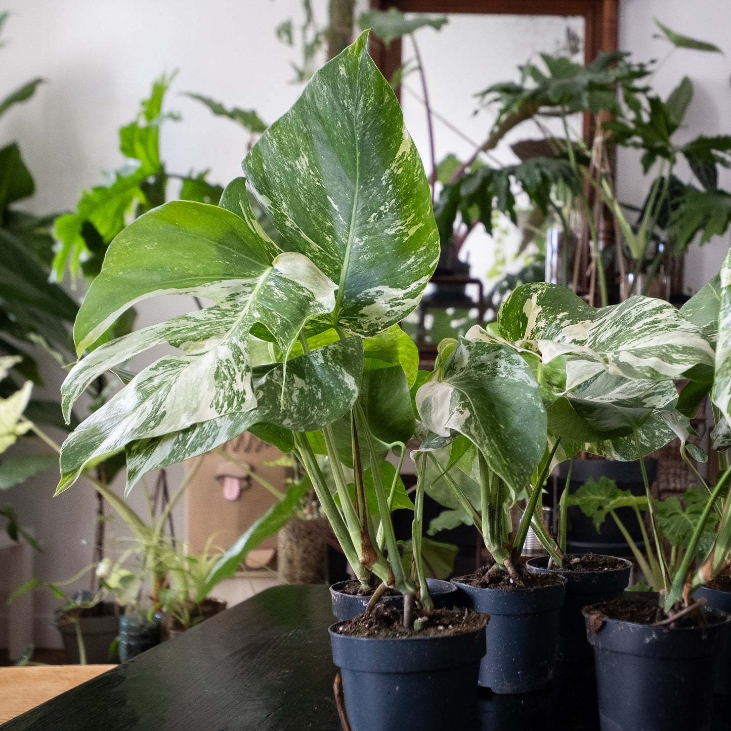 Monstera « Variegata ».