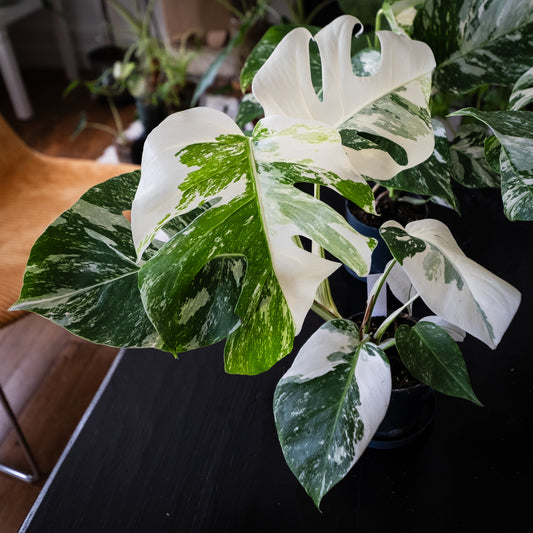 Monstera « Variegata » très panachée.