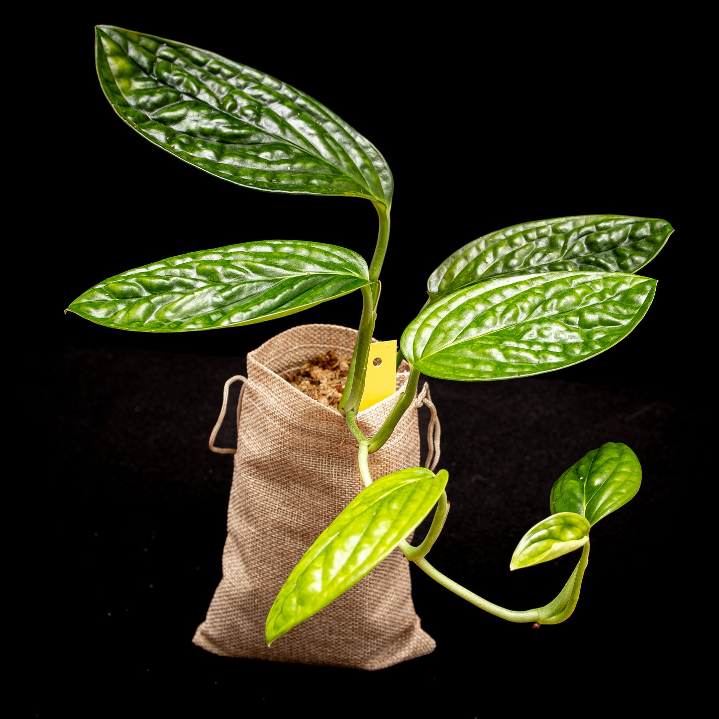 Monstera karstenianum « Peru »