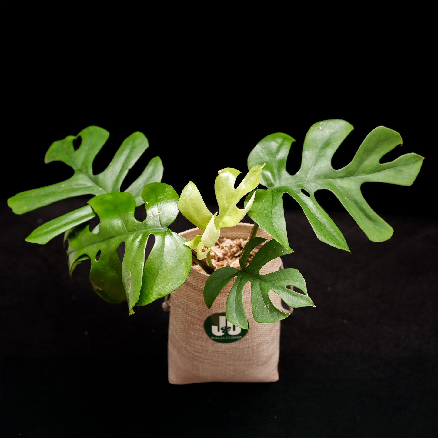 Monstera pertusum « Little Sister »