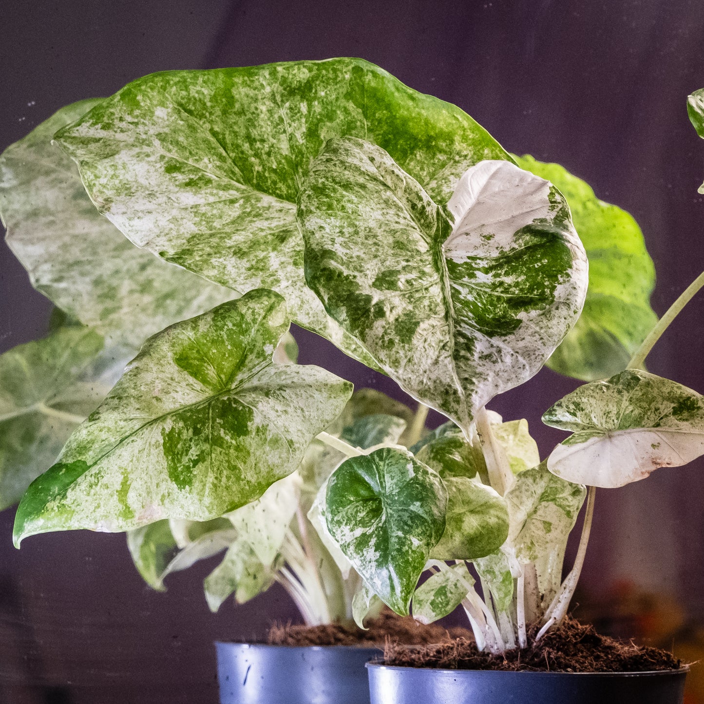 Alocasia macrorrhiza « Splash »