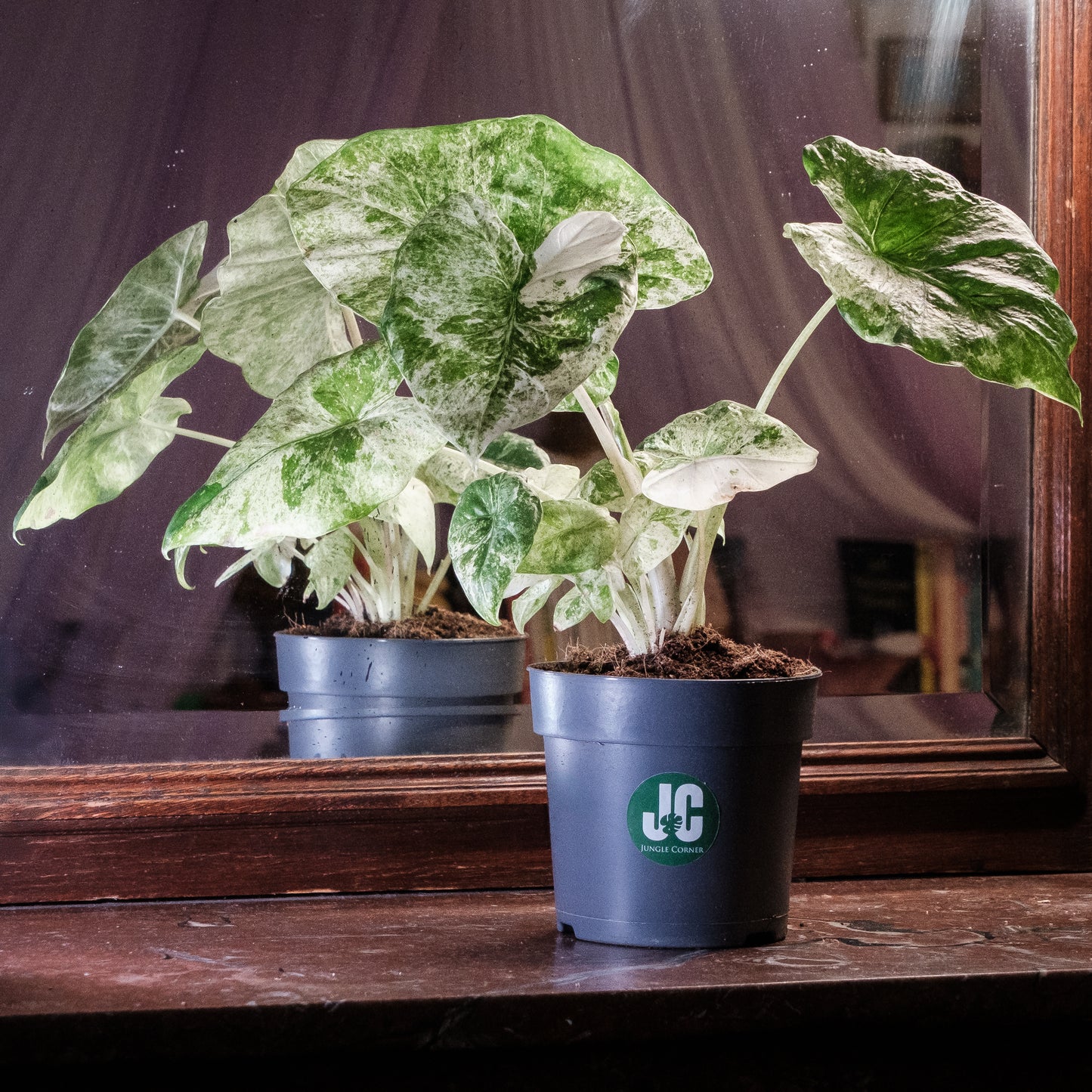 Alocasia macrorrhiza « Splash »