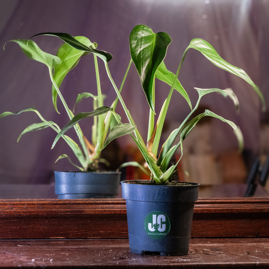 Monstera dilacerata « Burle Marx Flame »