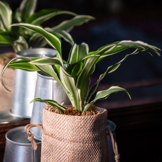 Dracaena dragontree « Kanzi »