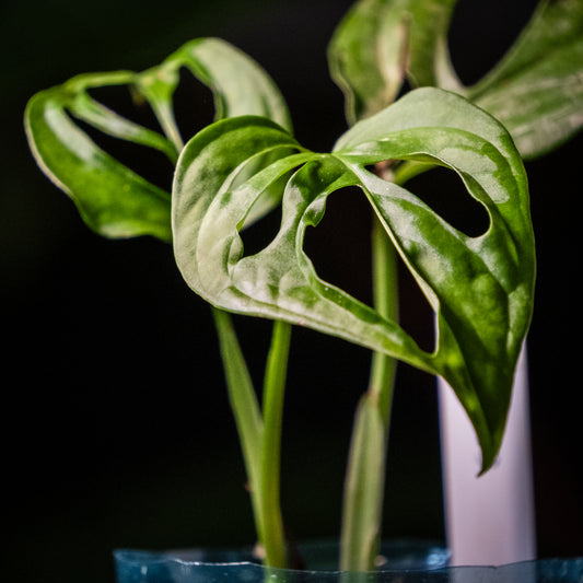 Monstera obliqua « El Oro »