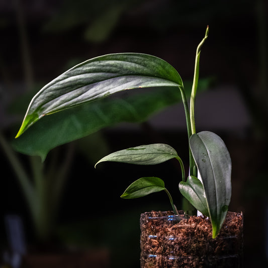 Monstera croatii