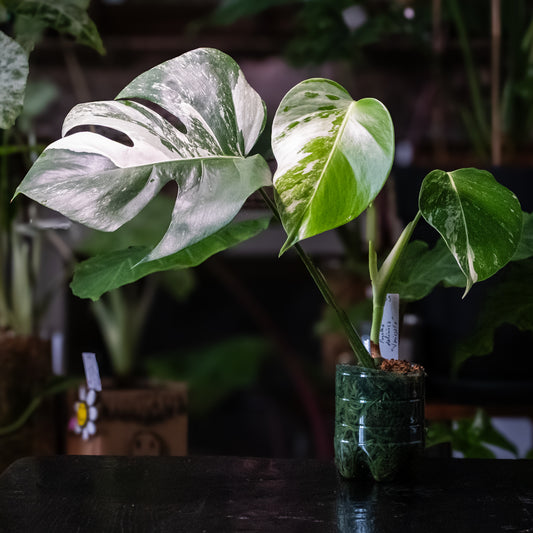 Monstera deliciosa « Variegata »
