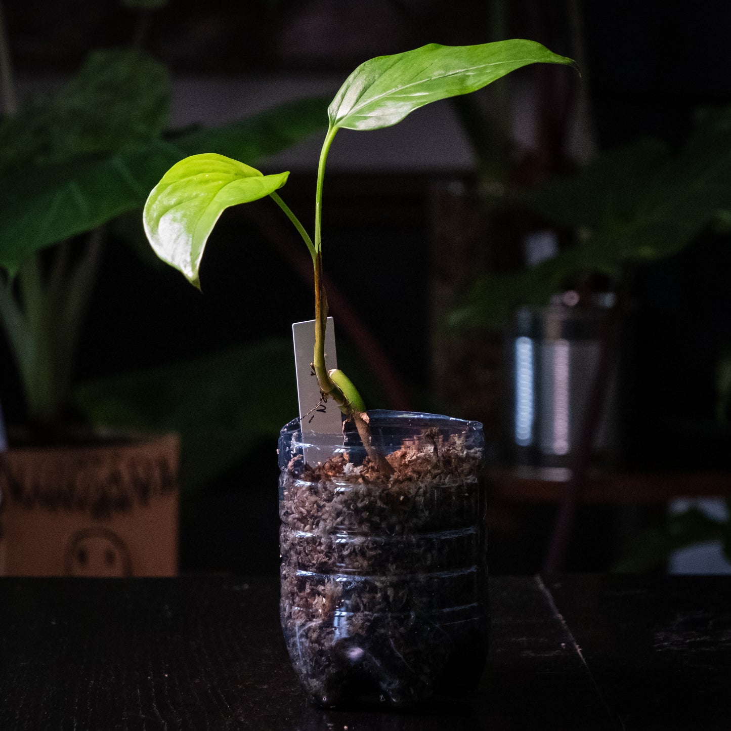 Monstera obliqua « Napo »
